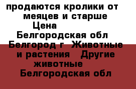 продаются кролики от 1,5 меяцев и старше › Цена ­ 250-350 - Белгородская обл., Белгород г. Животные и растения » Другие животные   . Белгородская обл.